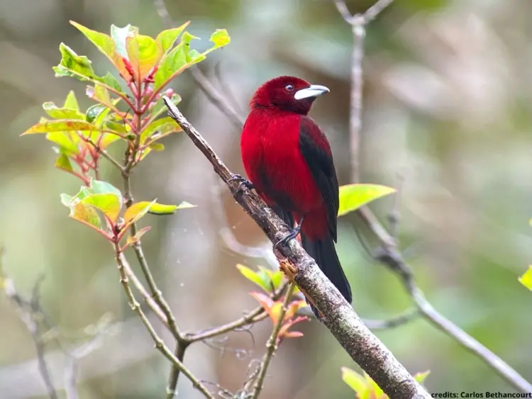 Crimson backed Tanager