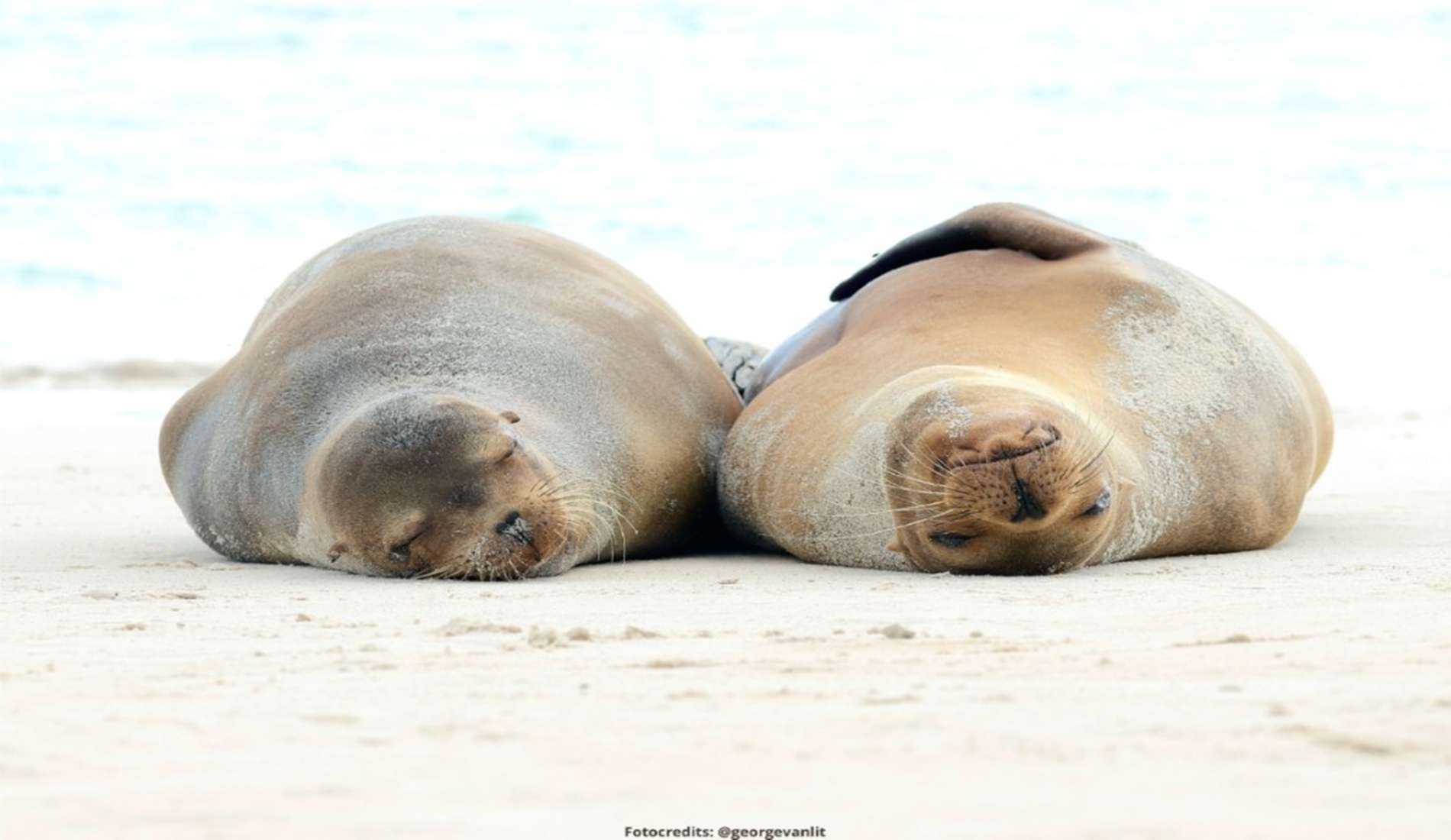 Ecuador zeeleeuwen galapagos