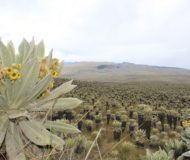 El Angel reserve Ecuador