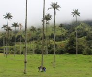 Valle de Cocora