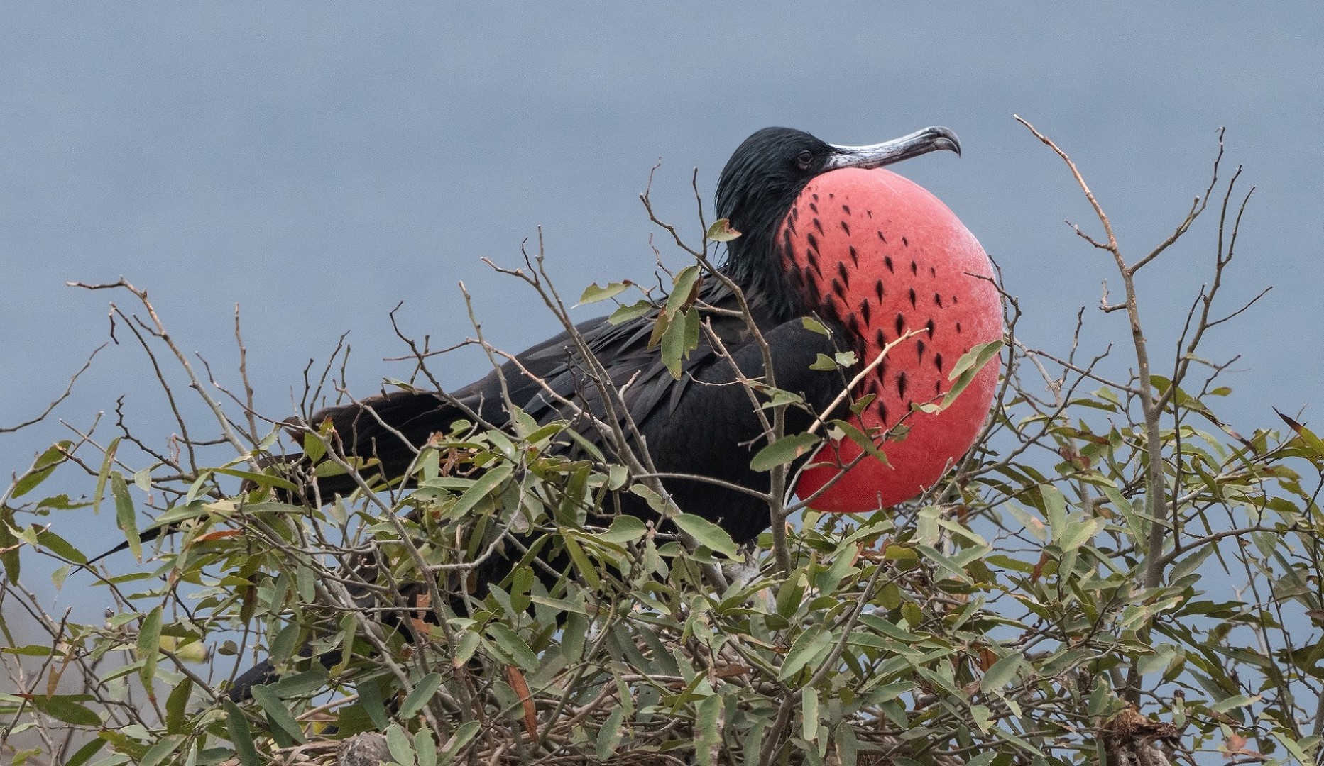 Fregatvogel Galapagos