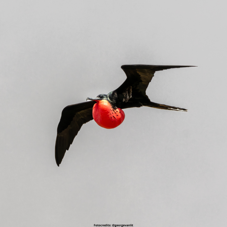Fregatvogel fotoreis ecuador