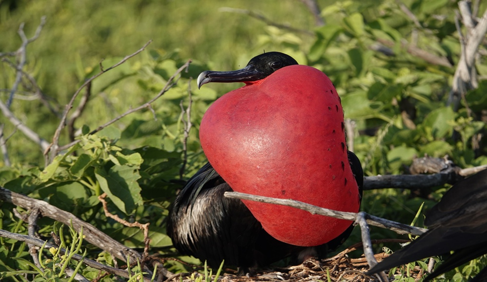 Fregatvogel Pedasi