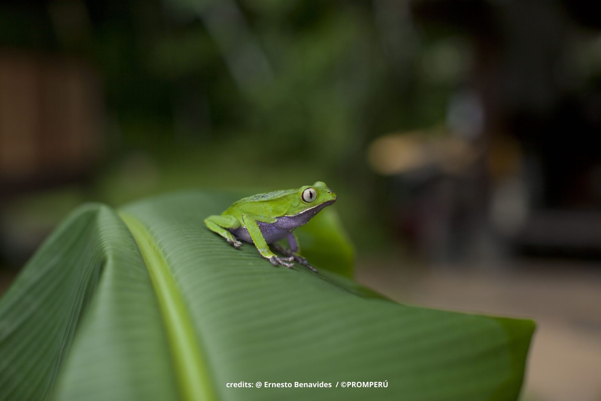 Frog National Park Manu Peru fotoreis 1