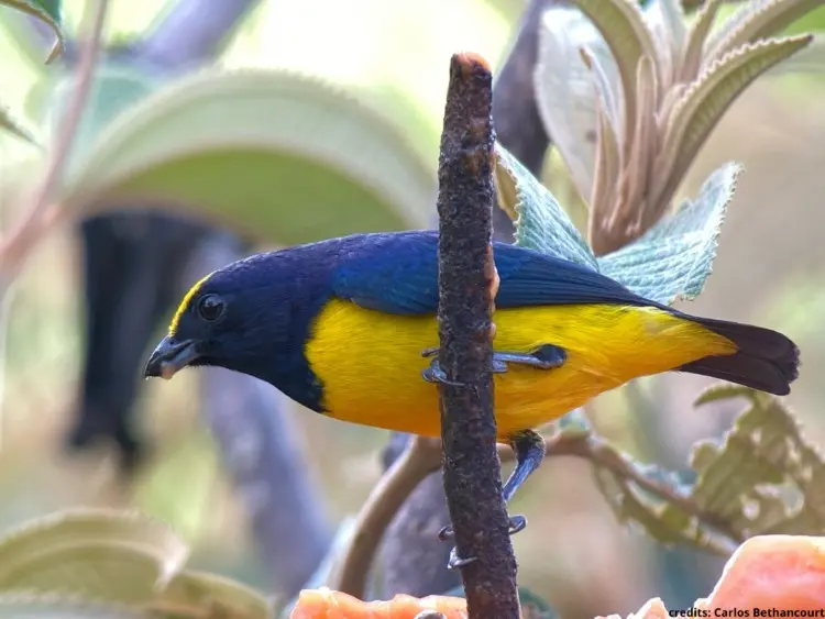 Fulvous vented Euphonia