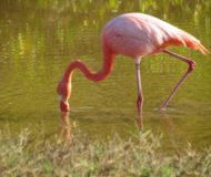 Galapagos Flamingo Santa Cruz