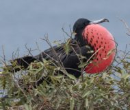 Galapagos Fregatvogel