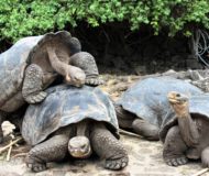 Galapagos reuzenschildpadden