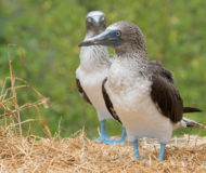 Blauwvoetgenten Galapagos