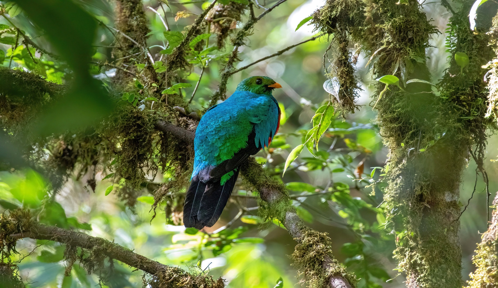Golden headed Quetzal 1