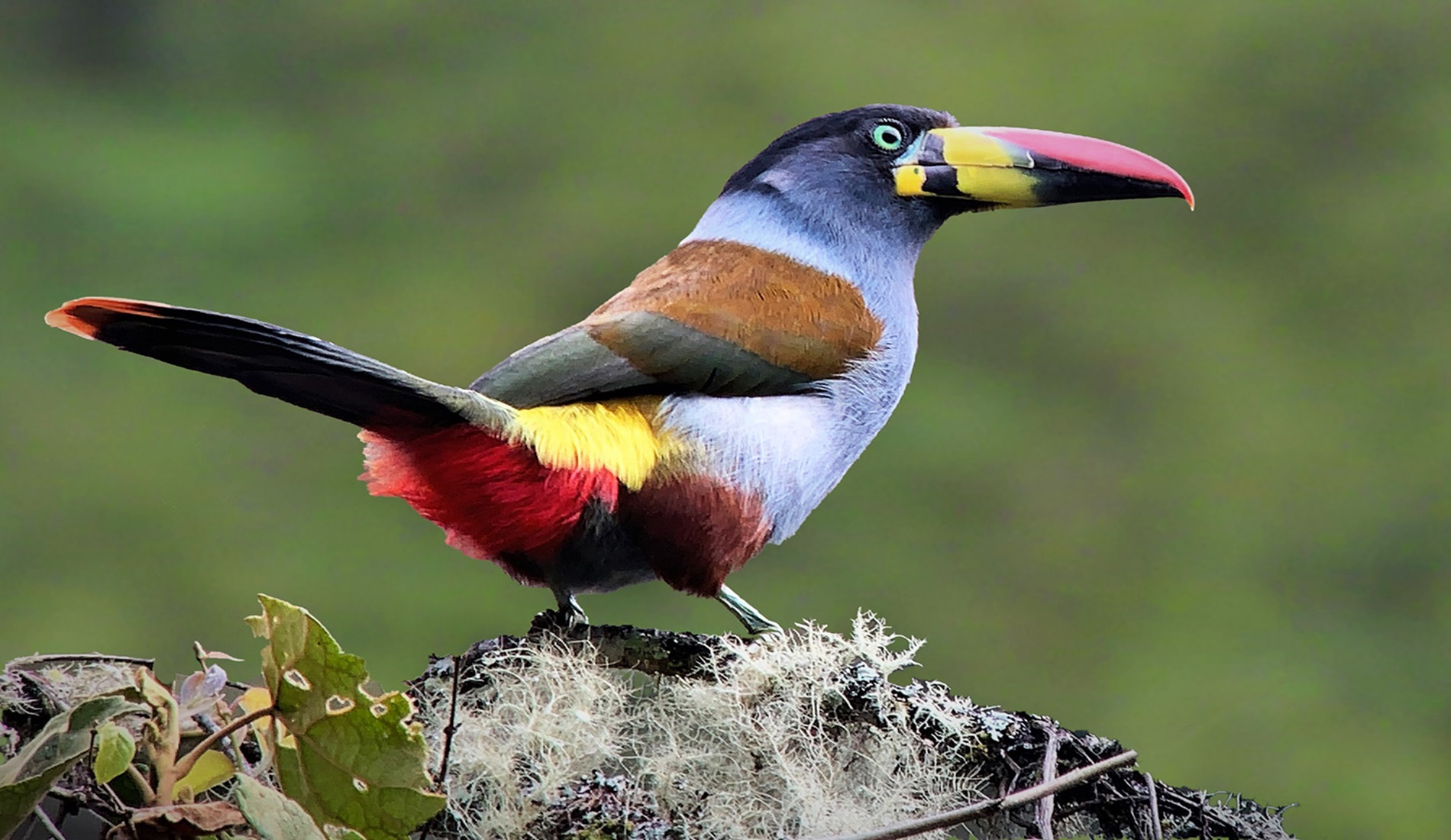 Gray breasted Mountain Toucan