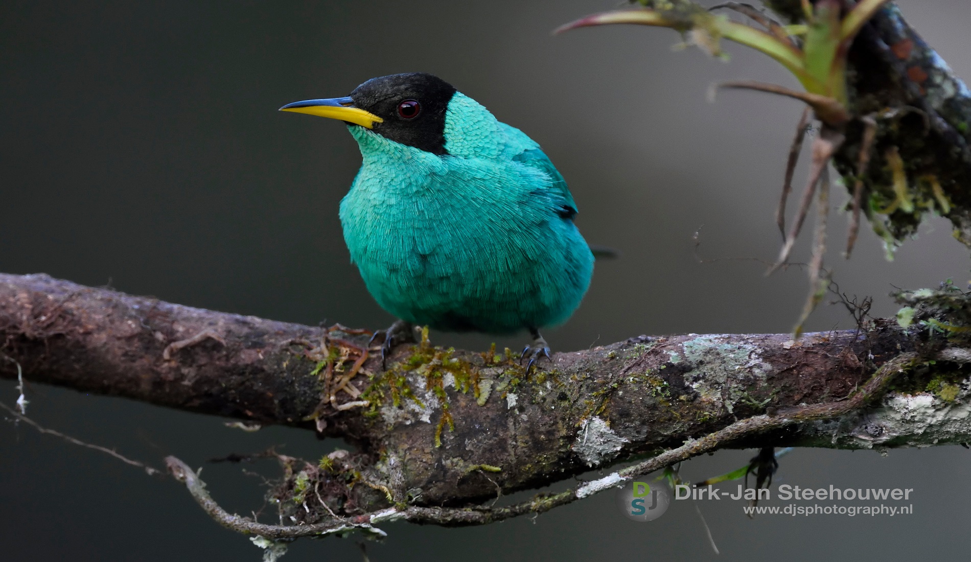 green honeycreeper