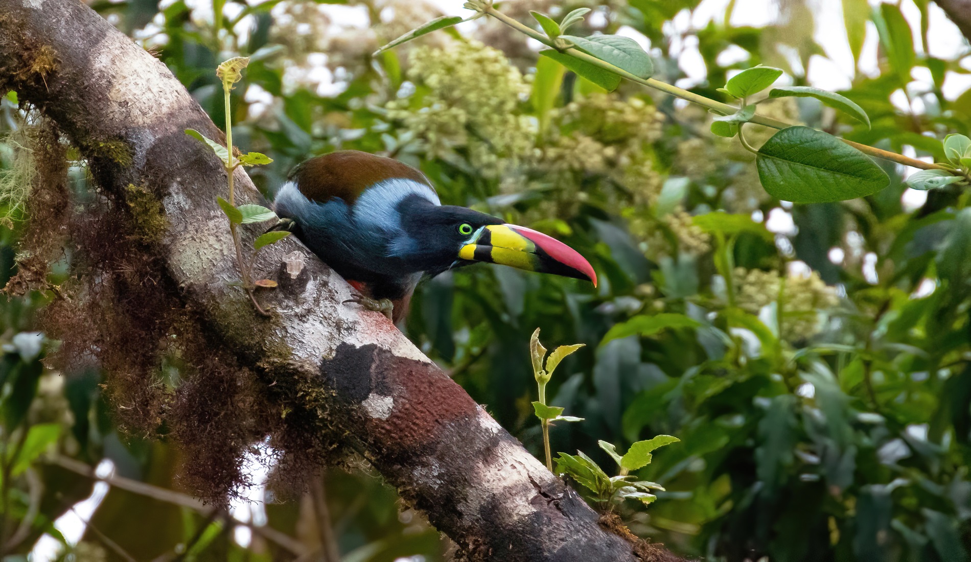 Grey breasted mountain toucan 3