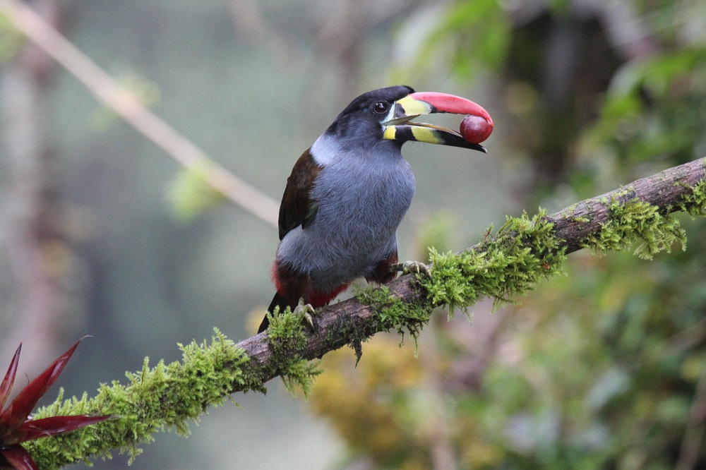 Grey-Breated mountain toucan (Winter)