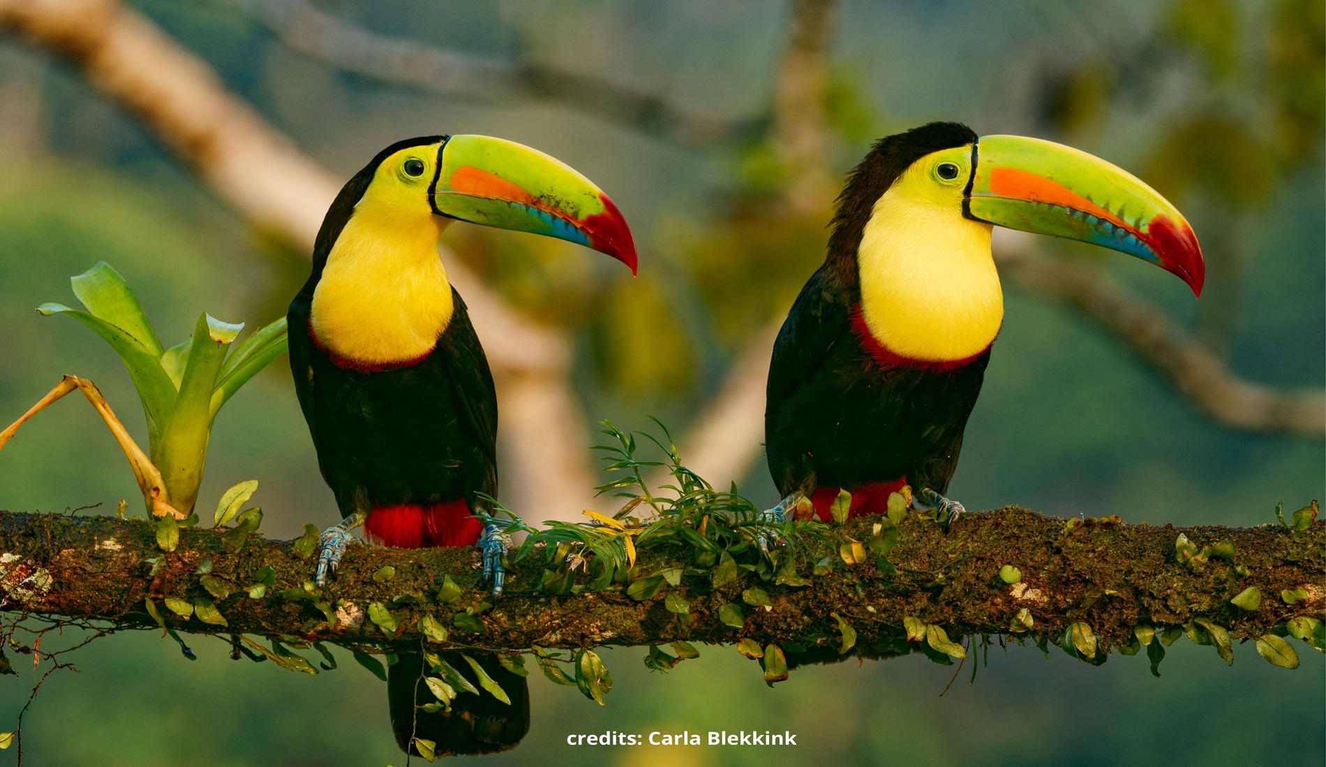 Groepsreis costa rica toekans 1