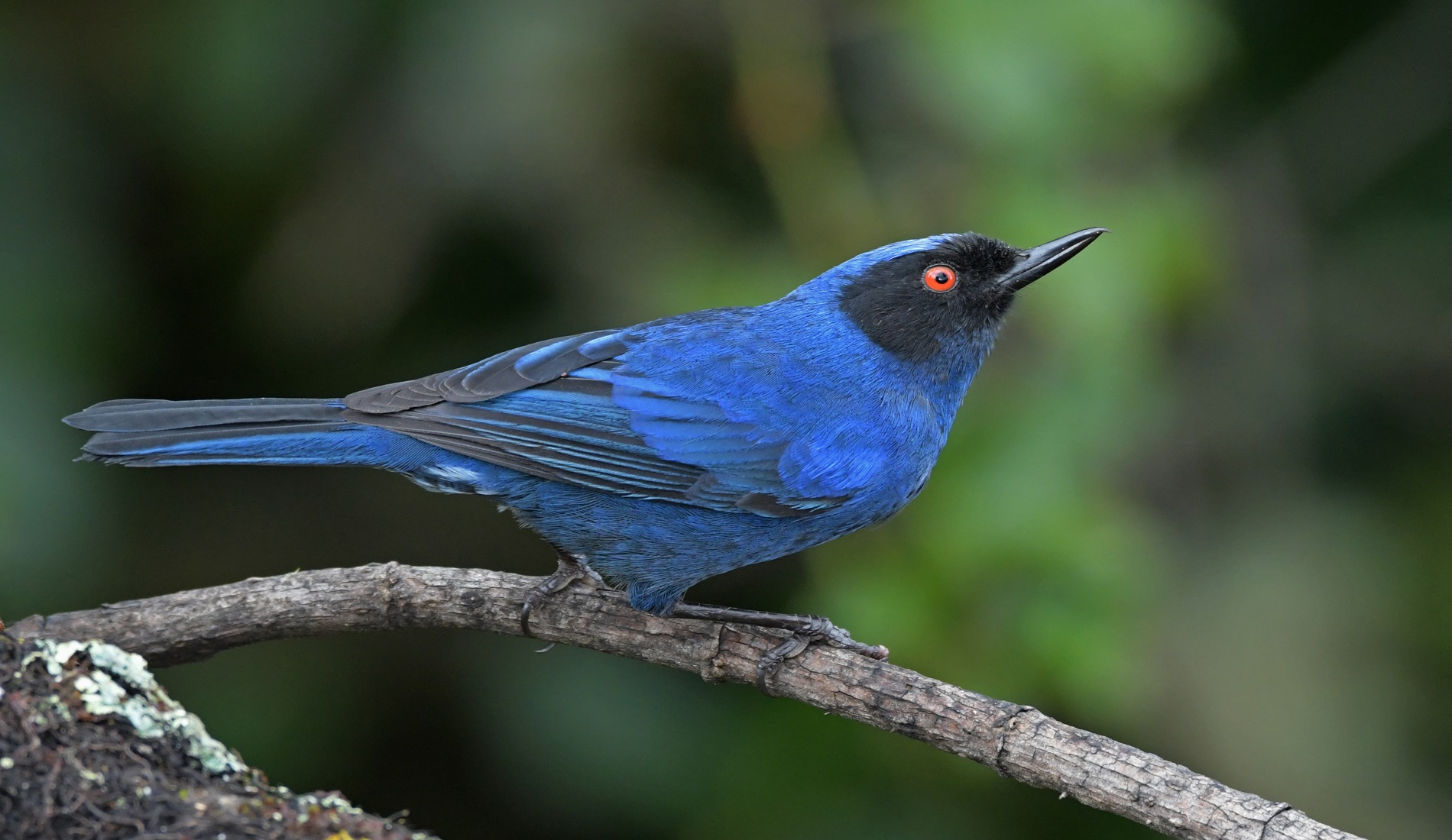 Hacienda el Bosque Masked Flowerpiercer fotoreis colombia