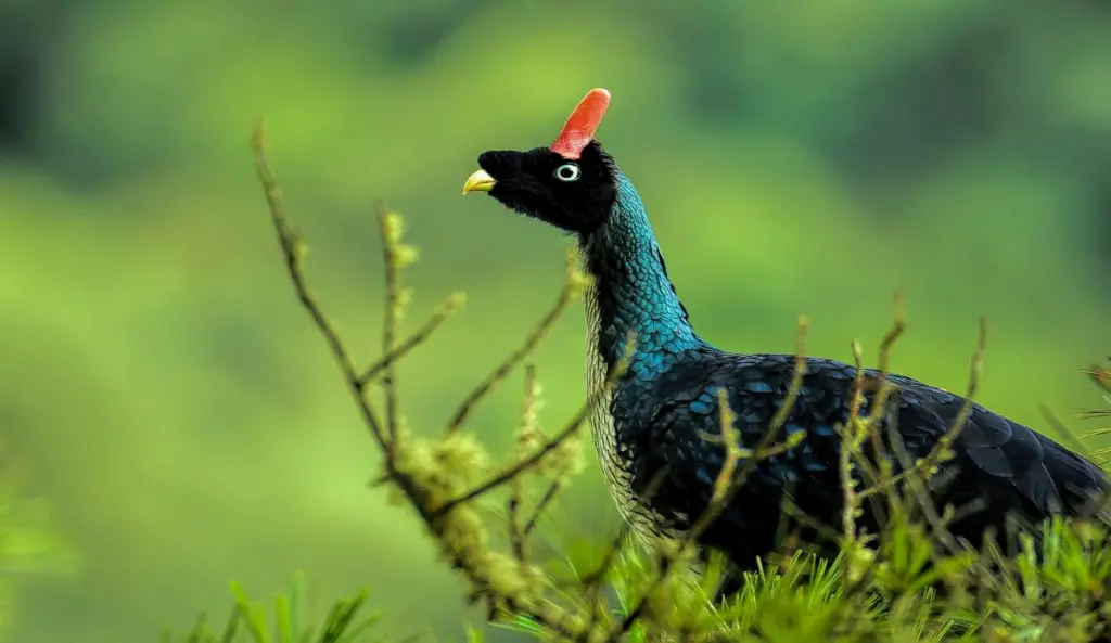 Horned Guan vogelreis guatemala