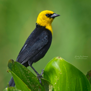 Yellow/hooded Blackbird