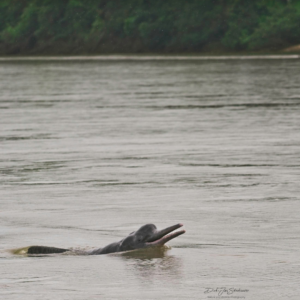 Amazon River Dolphin 