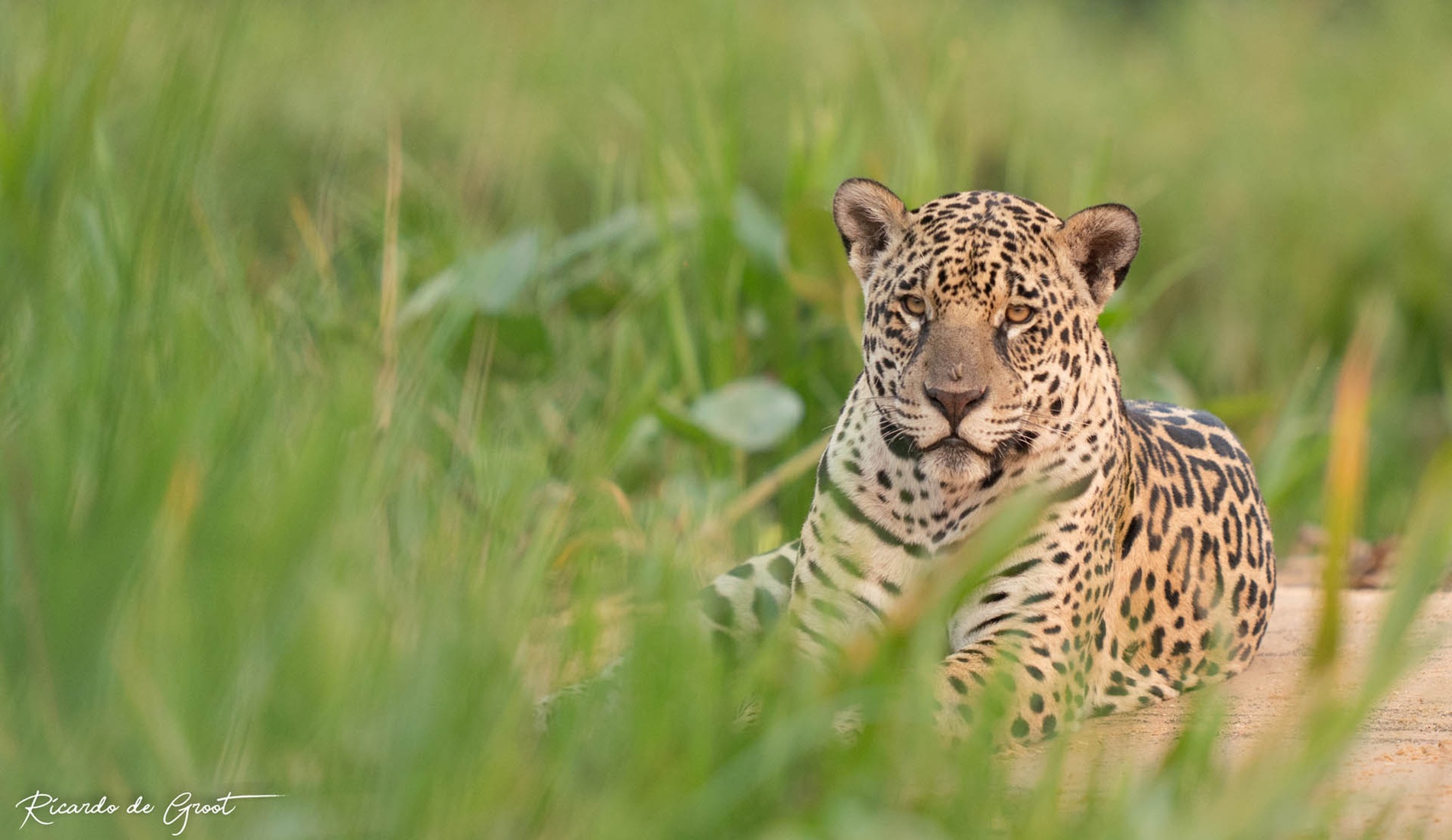 Jaguar