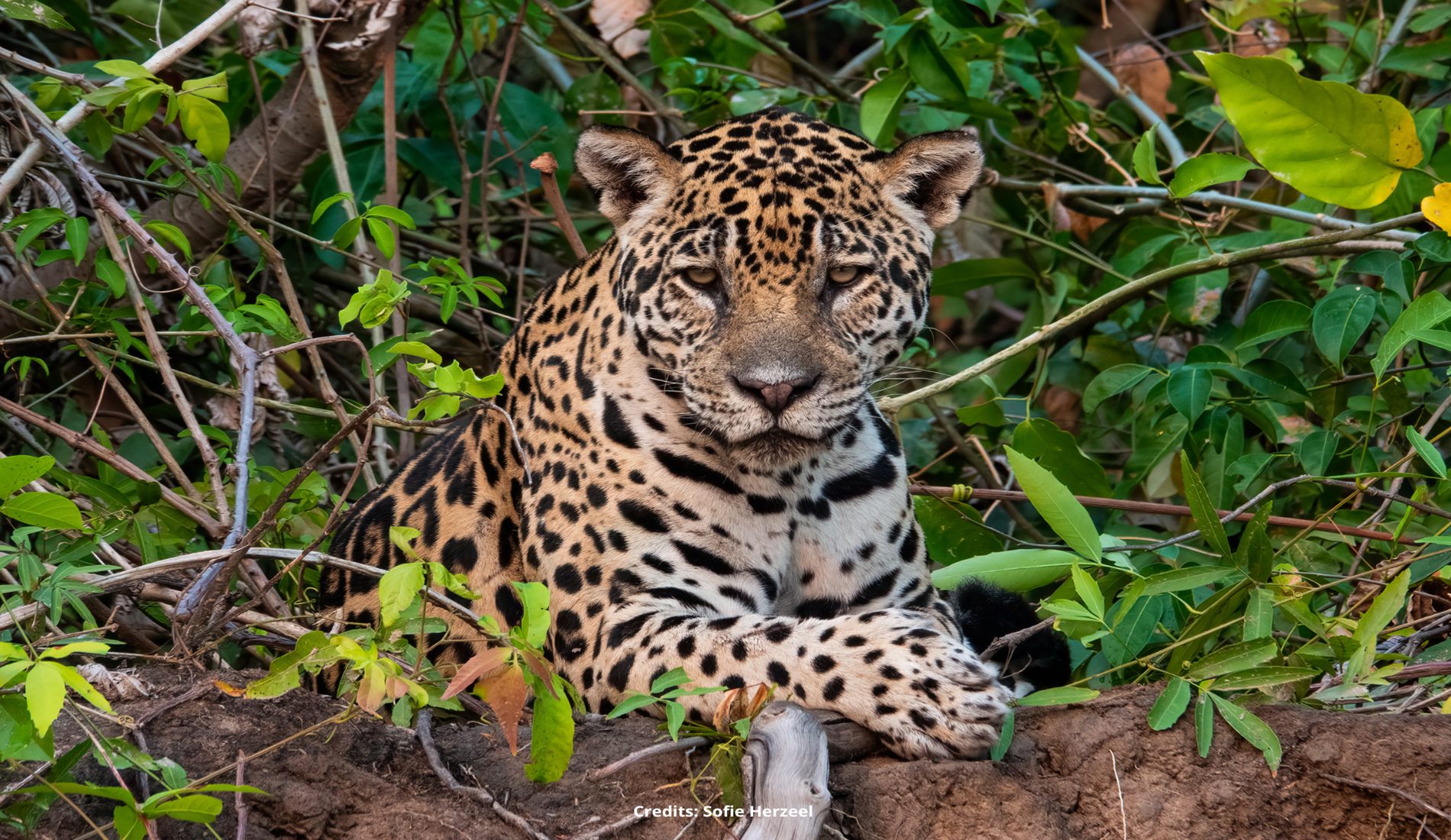 Jaguar Pantanal