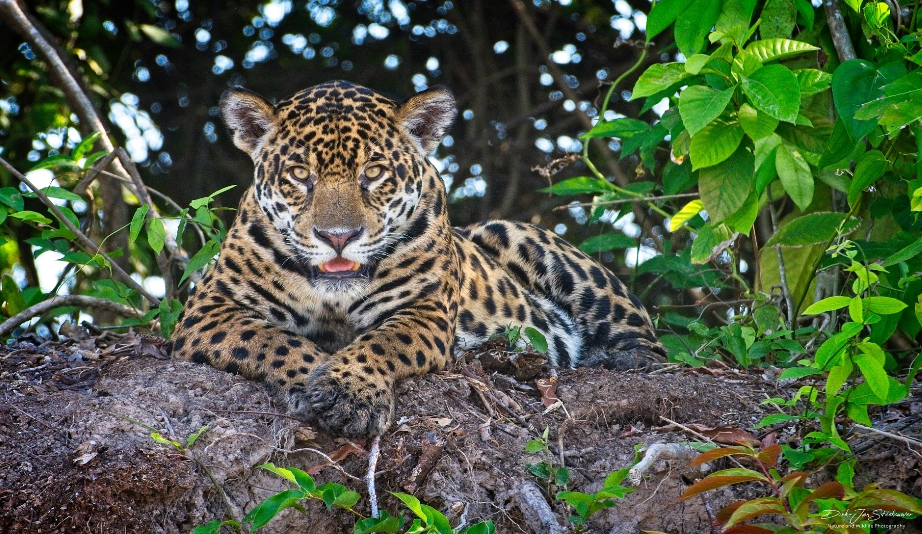 Jaguar bij Porto Jofre fotoreis Pantanal