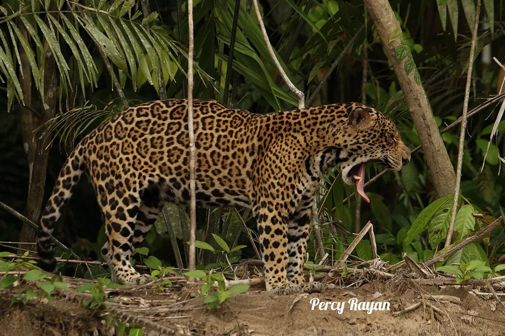Jaguar manu peru