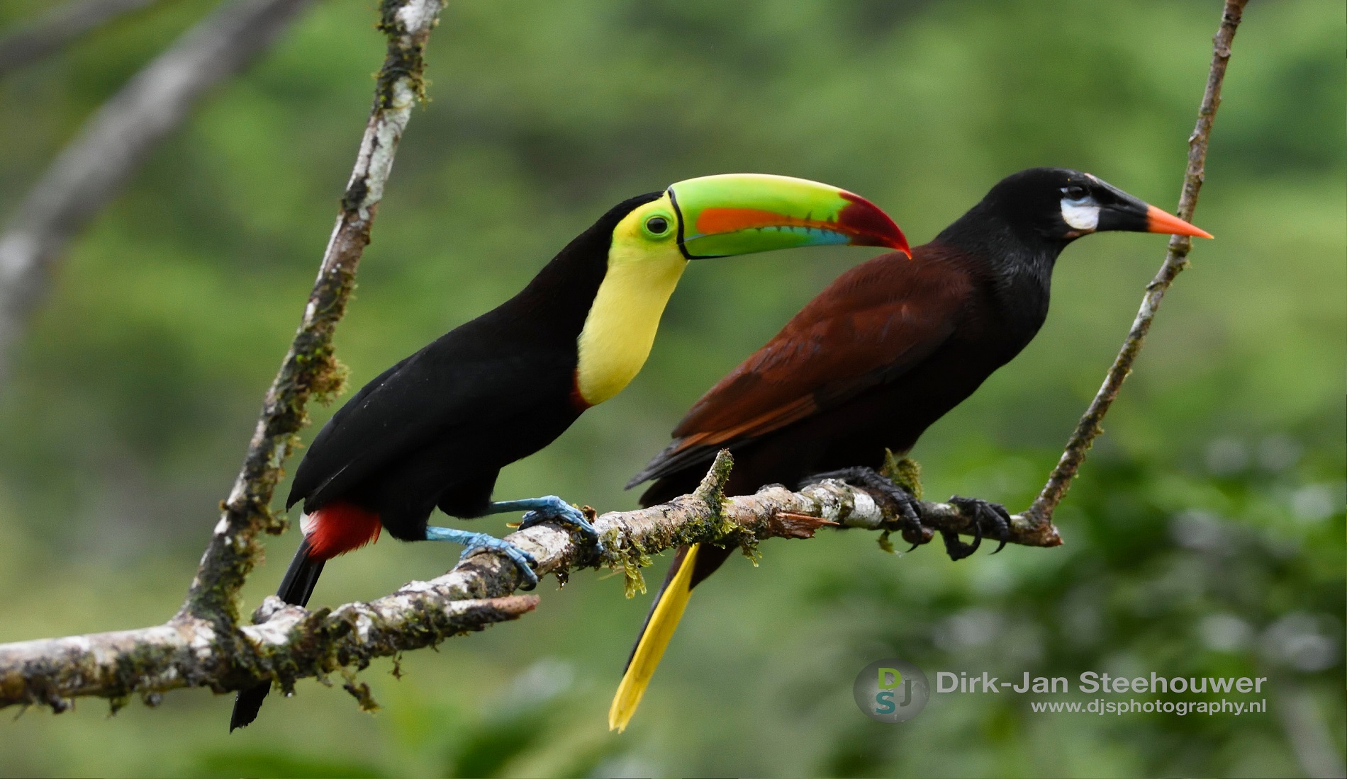 toekan en oropendola