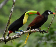 Keel-billed toucan | Oropendola