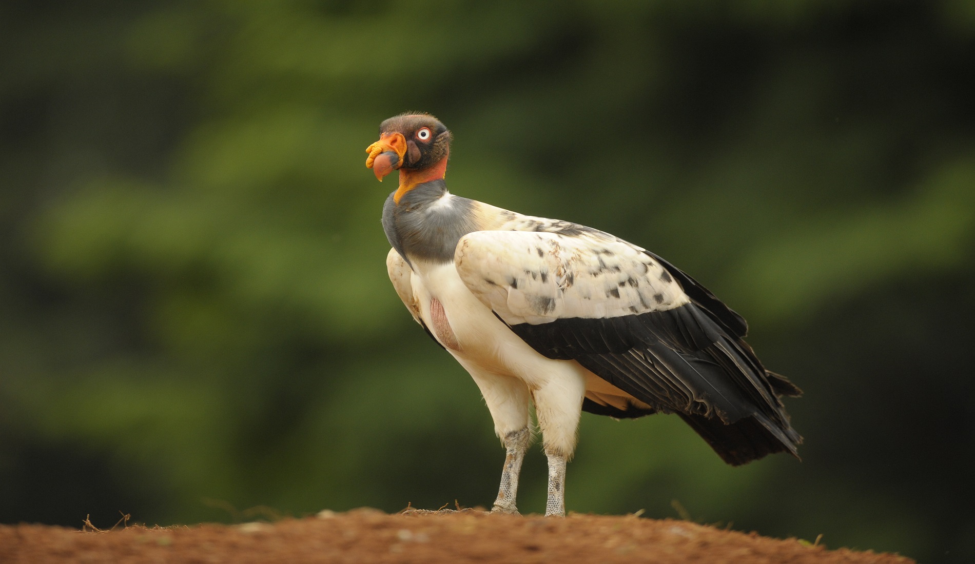 King Vulture