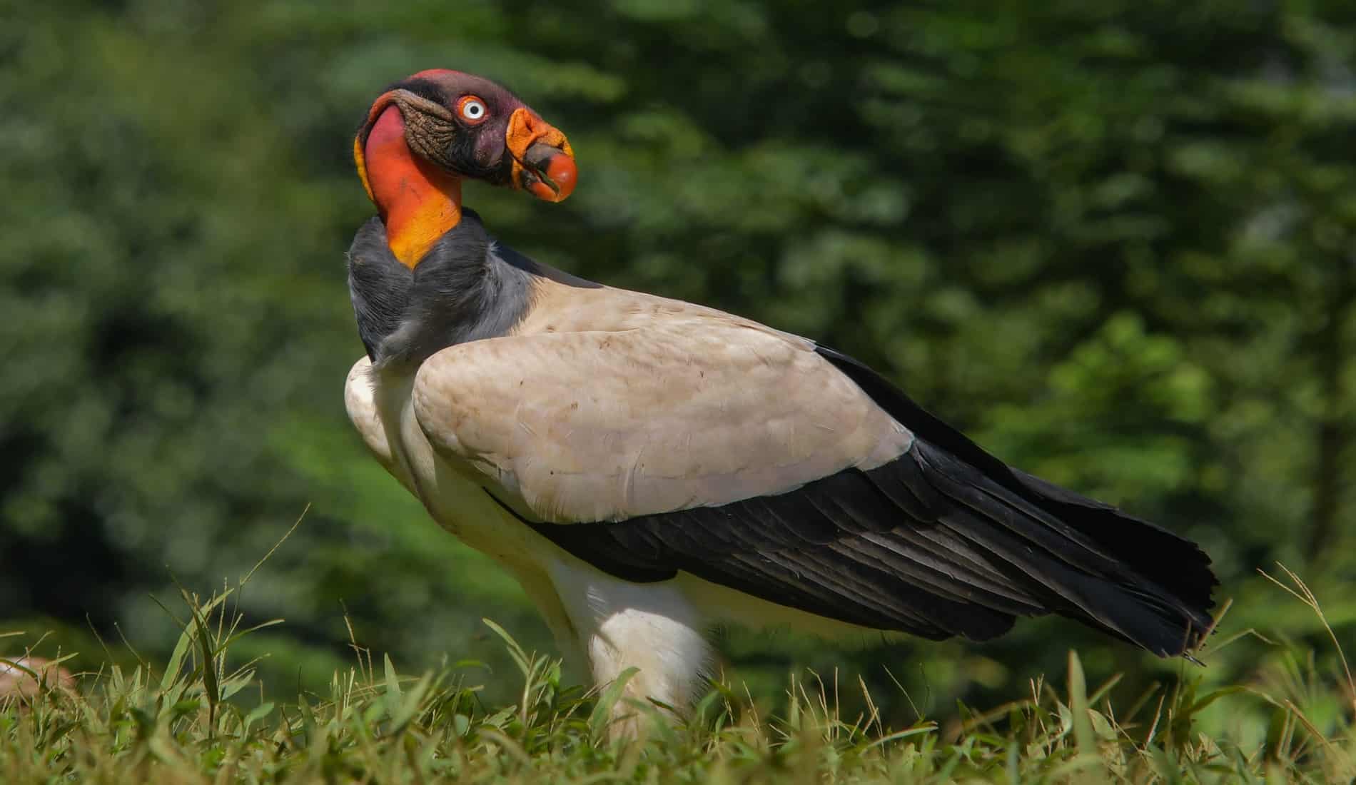 King vulture roofvogel