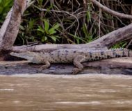 Krokodil bij rivier San Carlos