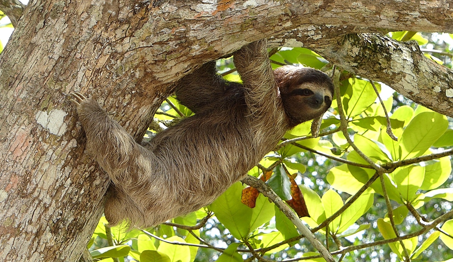 Luiaard Costa Rica
