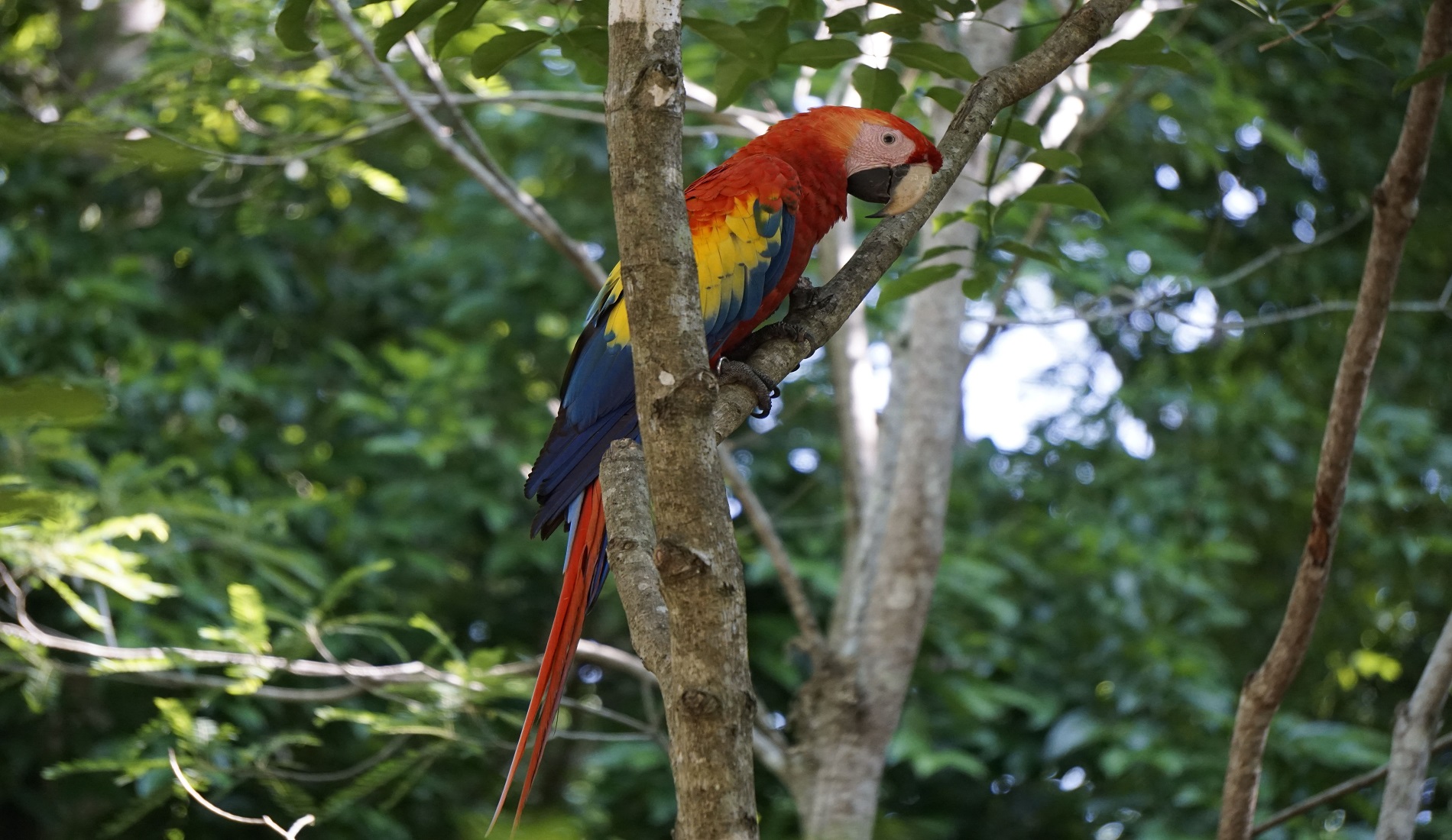 Macaw Mountain Park ara honduras hoogtepunten