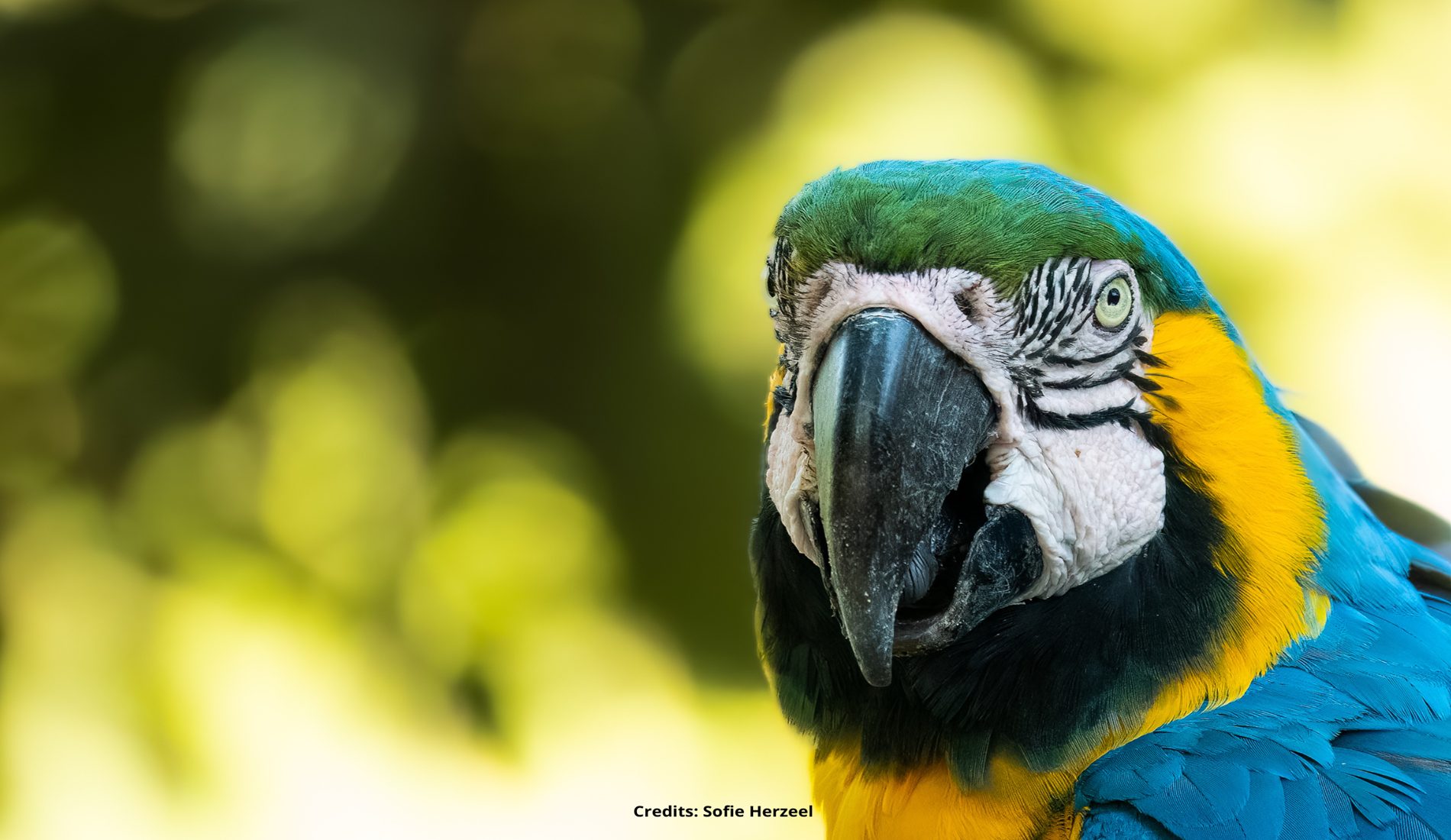 Macaw Pantanal