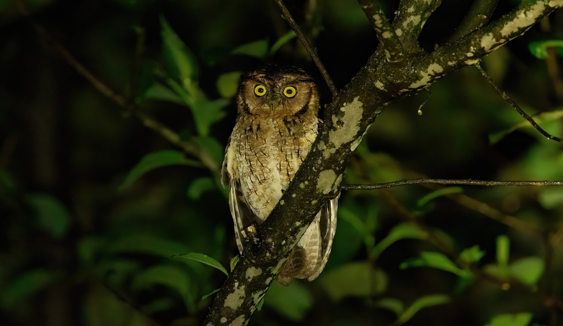 Megascops roboratus maranonschreeuwuil