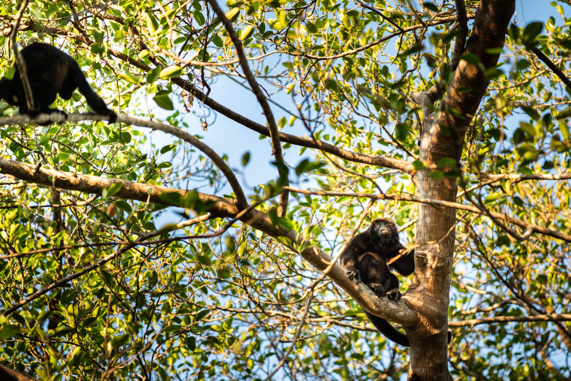 Natuurreis Panama Boca Chica Monkey
