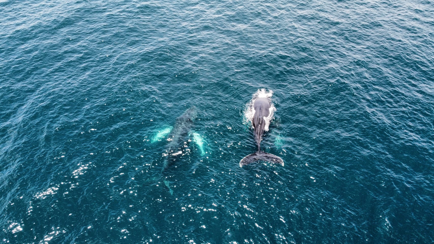 Natuurreis Panama Boca Chica Whale