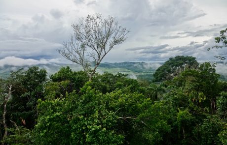 Natuurreis Panama Nationaal Park Soberanía