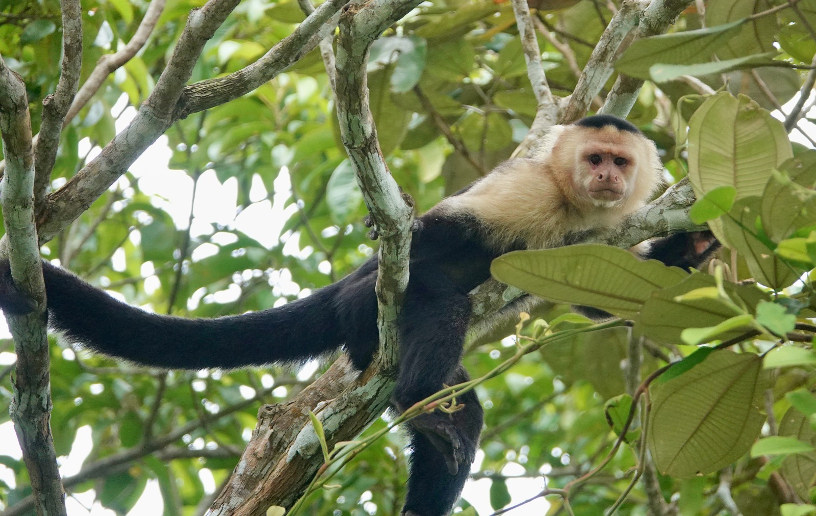 Natuurreis Panama Soberanía
