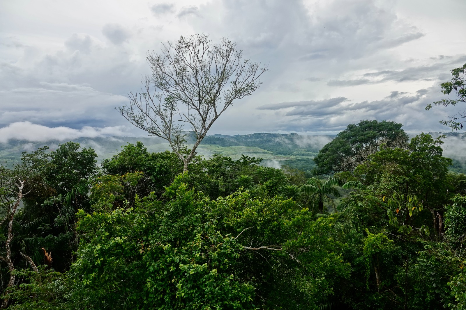 Natuurreis Panama Soberanía