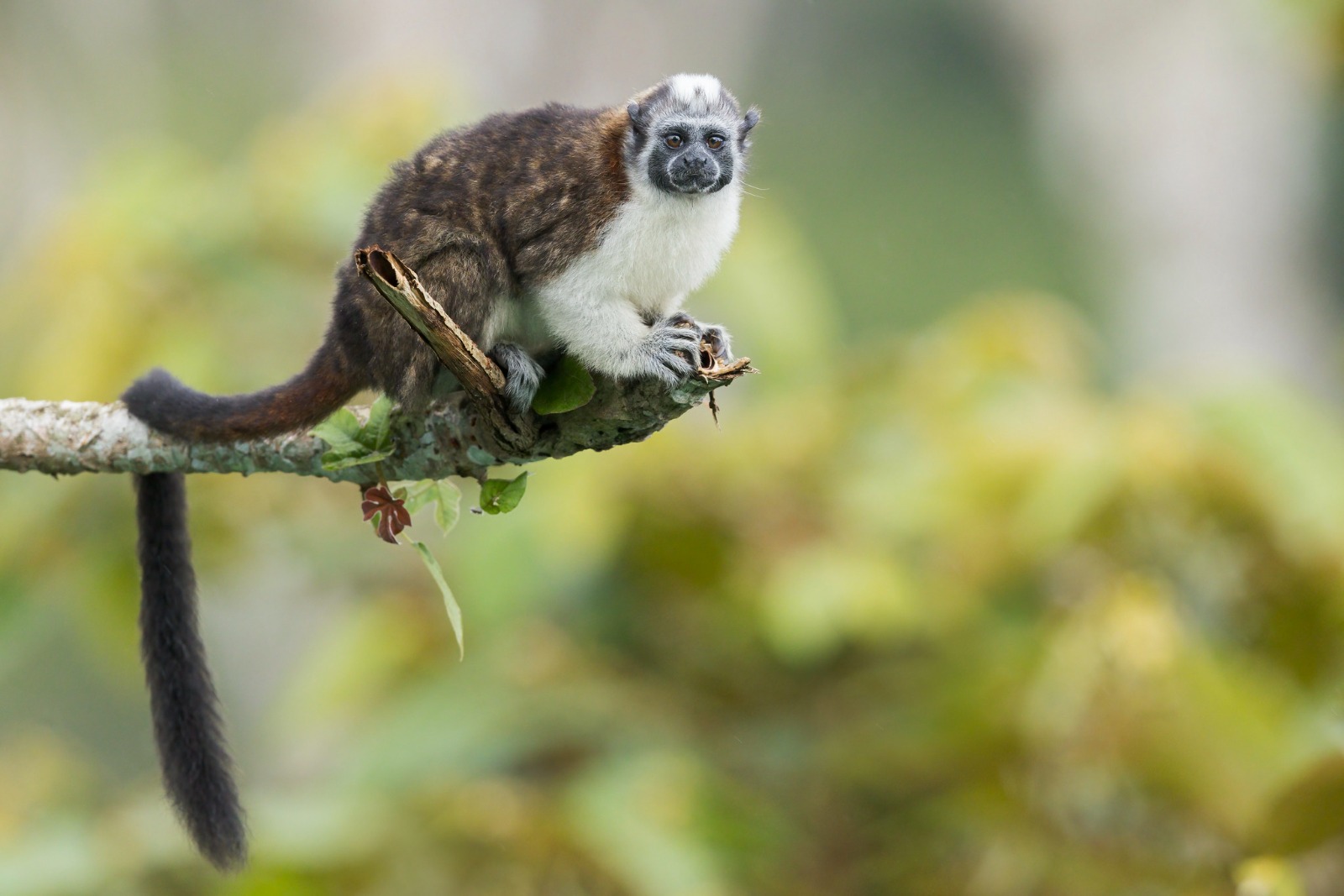Natuurreis Panama Soberanía