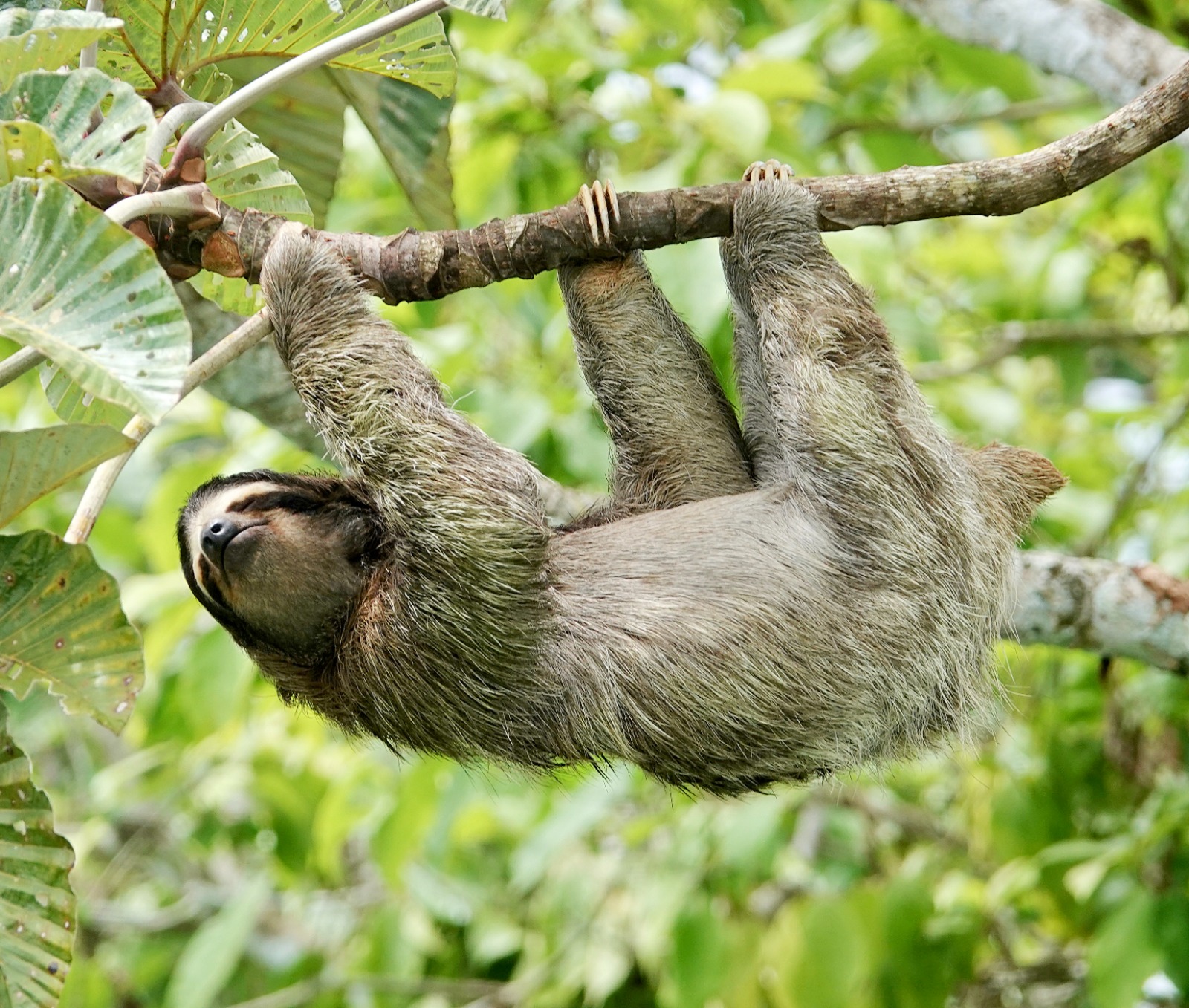 Natuurreis Panama Soberanía