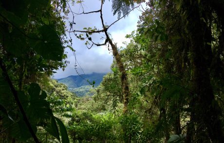 Natuurreis Panama Boquete In T Groen