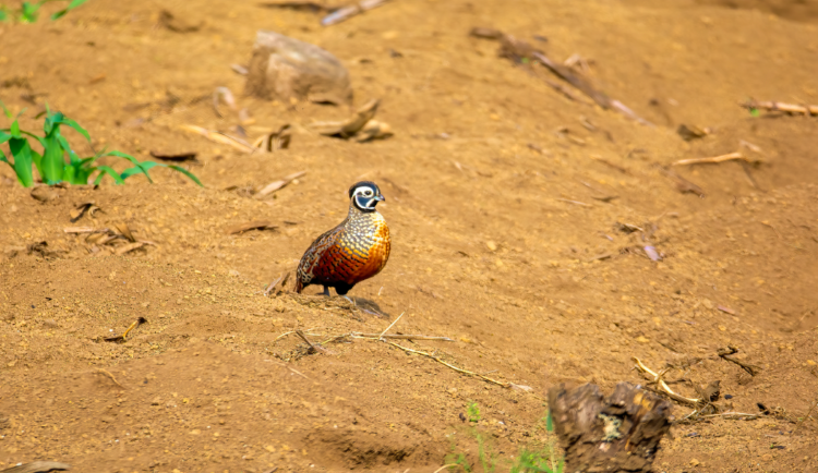 Ocellated Quail vogelreis guatemala