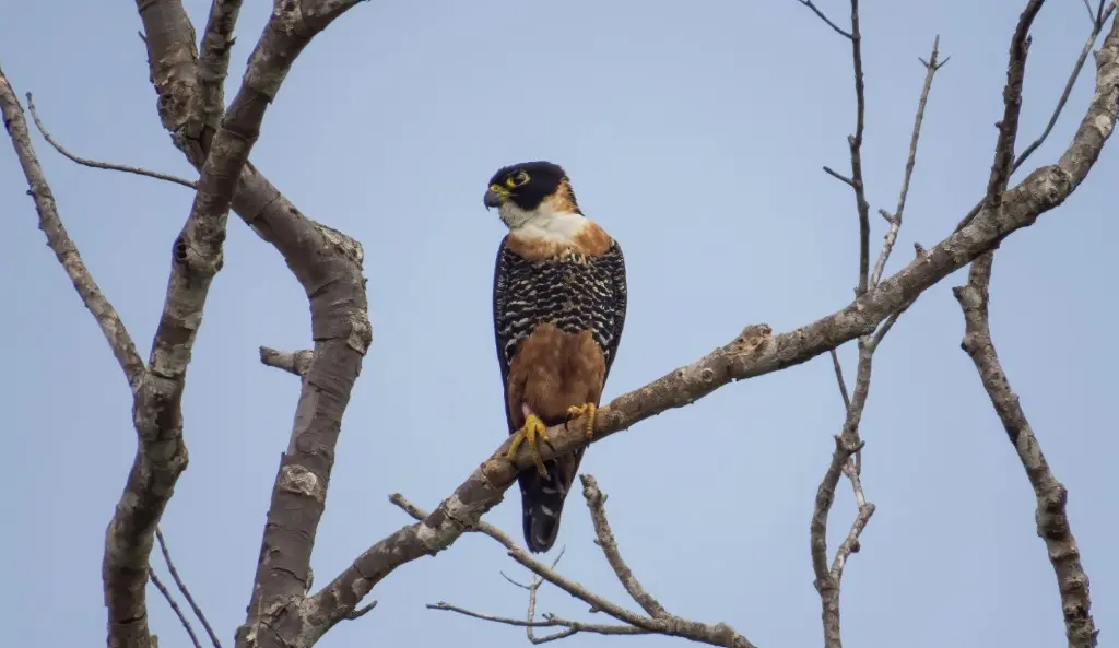 Orange breasted Falcon vogelreis guatemala