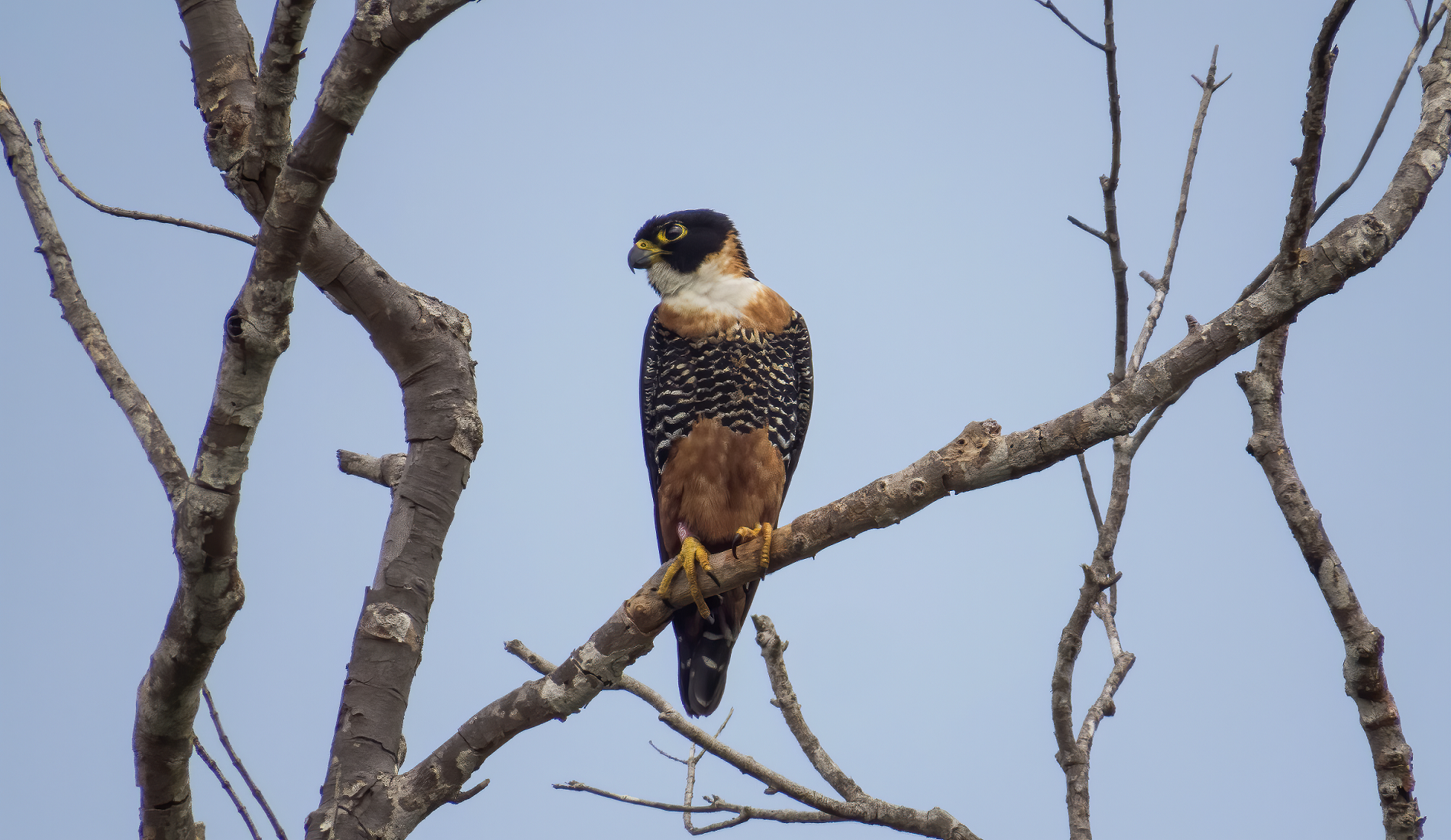 Orange-breasted Falcon vogelreis guatemala