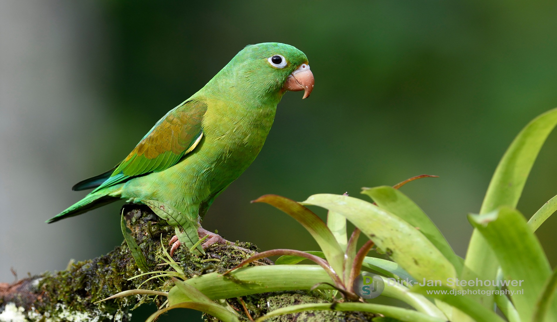 orange chinned parakeet