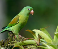 Orange-chinned parakeet