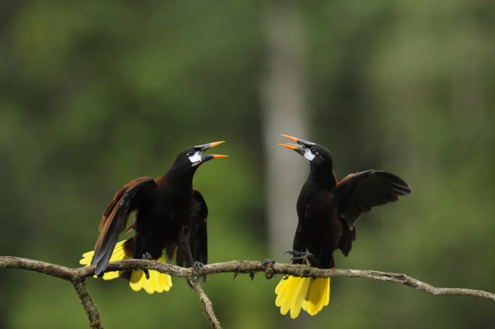 Oropendolas